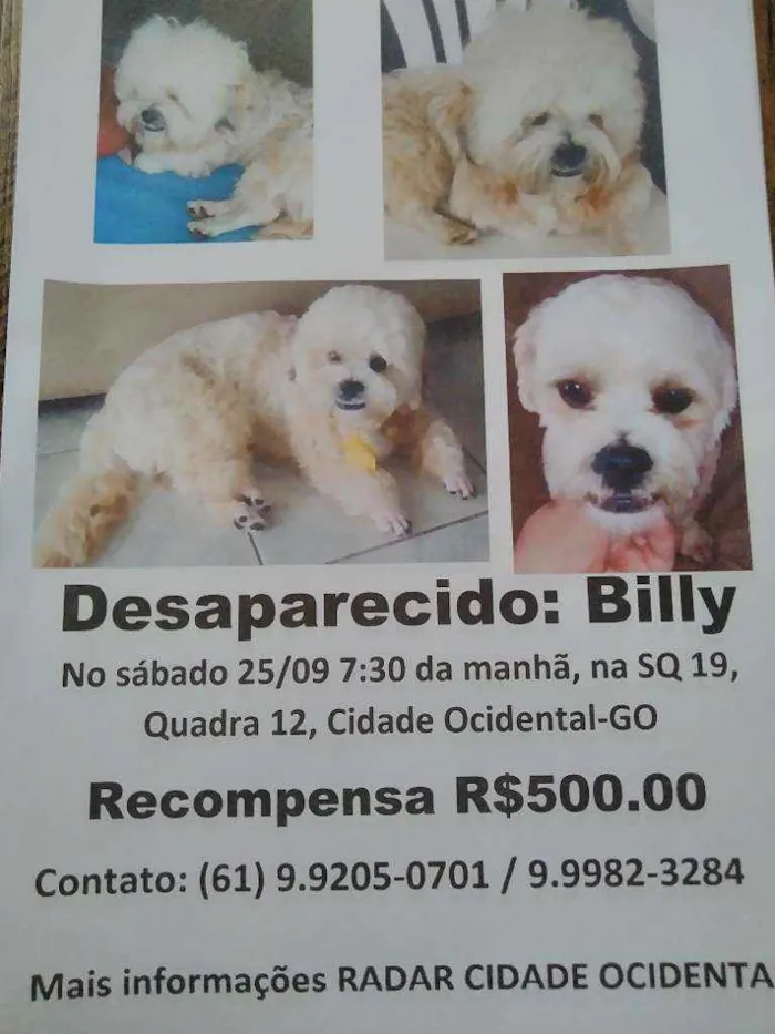 Cachorro ra a Lhasa Apso idade 2 anos nome Billy 