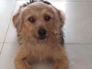 Cachorro raça  idade 1 ano nome Bolinha 