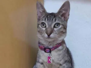 Gato raça Srd idade 2 a 6 meses nome Sasha