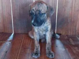Cachorro raça SDR idade Abaixo de 2 meses nome Bebês