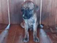 Bebês