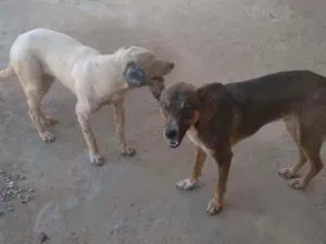 Cachorro raça Sem raça definida  idade 2 anos nome Branquinha