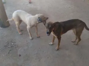 Cachorro raça Sem raça definida  idade 2 anos nome Marronzim