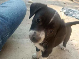 Cachorro raça Salsisha idade 2 a 6 meses nome Branca