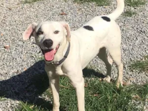 Cachorro raça  idade 2 anos nome Branco 