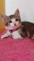 Gato raça Srd idade 2 a 6 meses nome Pink