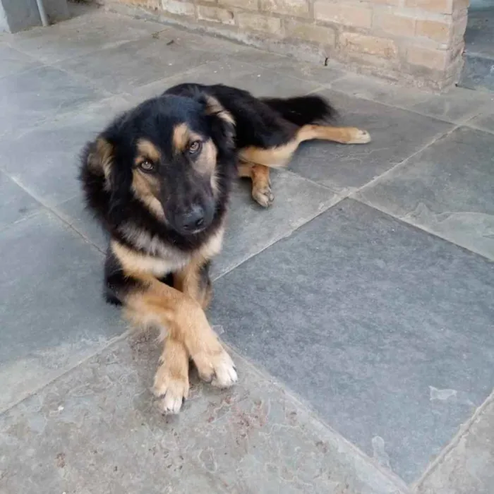 Cachorro ra a SRD idade 2 anos nome Tunico