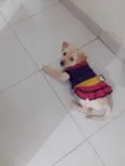 Cachorro raça Srd idade 2 a 6 meses nome Bela 