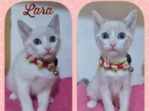 Gato raça Srd idade 2 a 6 meses nome Lara