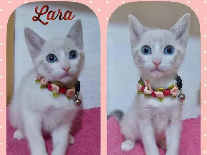 Gato ra a Srd idade 2 a 6 meses nome Lara