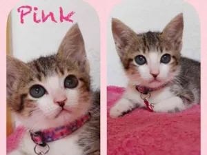 Gato raça Srd idade 2 a 6 meses nome Pink
