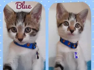 Gato raça Srd idade  nome Blue