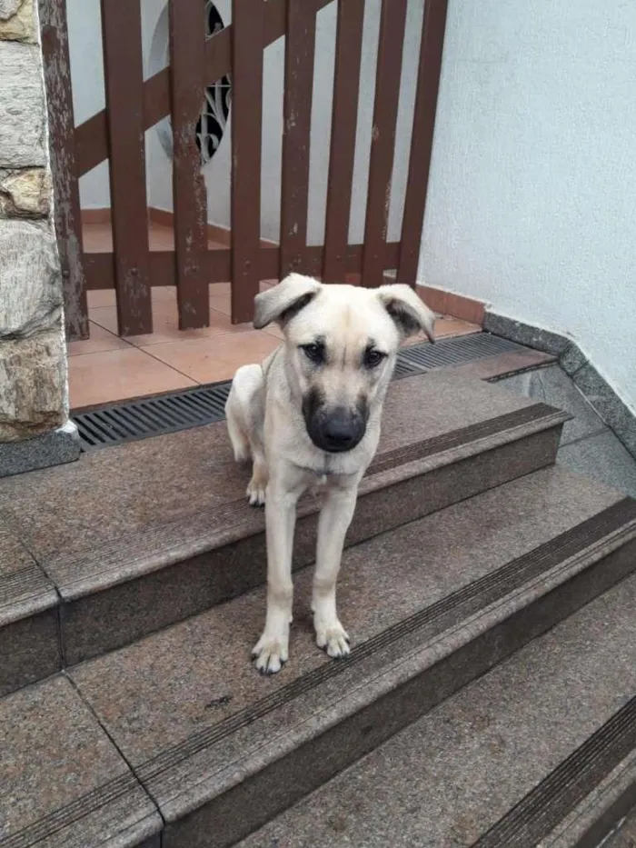 Cachorro raça mix idade 7 a 11 meses nome LOLLA