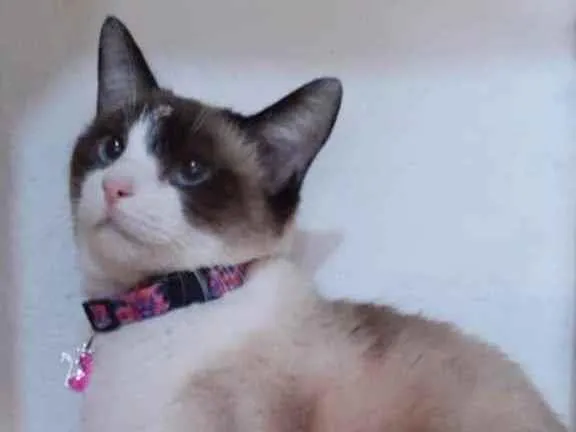 Gato raça Srd idade 2 anos nome Jessie