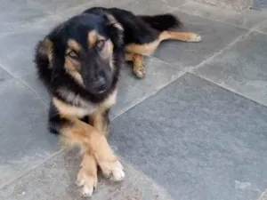 Cachorro raça SRD idade 2 anos nome Tunico