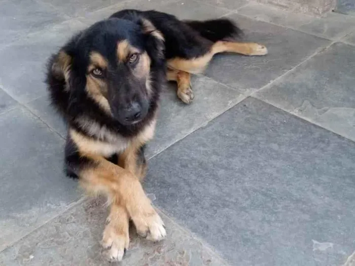 Cachorro ra a SRD idade 2 anos nome Tunico