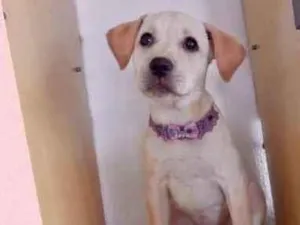 Cachorro raça Srd idade 2 a 6 meses nome Bela 