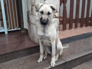 Cachorro raça mix idade 7 a 11 meses nome LOLLA