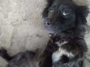 Cachorro raça Viralata idade 6 ou mais anos nome Glorinha