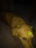 Cachorro raça mix  idade  nome Bella