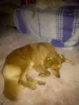 Cachorro raça mix  idade  nome Bella