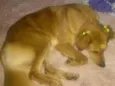 Cachorro raça mix  idade  nome Bella