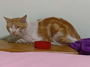 Gato raça SRD idade 1 ano nome Sem Nome
