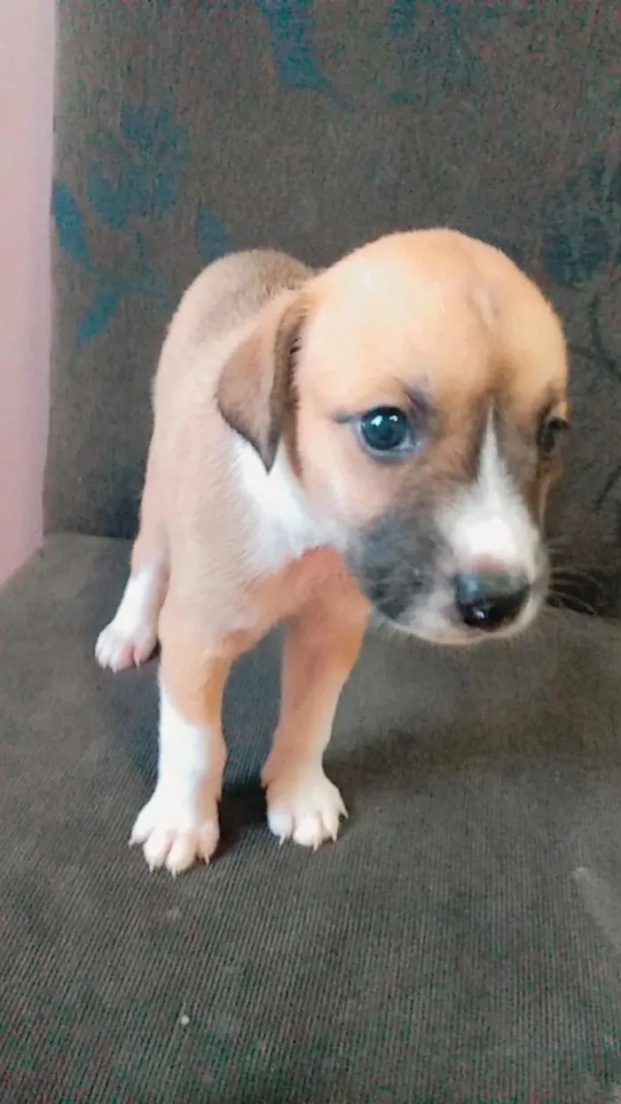 Cachorro ra a SRD idade Abaixo de 2 meses nome Pops/Pérola/Cristal