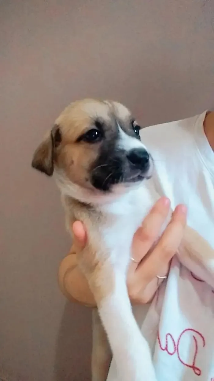 Cachorro ra a SRD idade Abaixo de 2 meses nome Pops/Pérola/Cristal