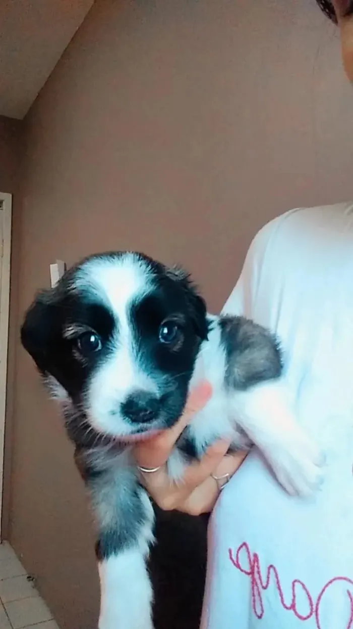 Cachorro ra a SRD idade Abaixo de 2 meses nome Pops/Pérola/Cristal