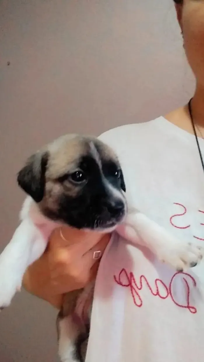 Cachorro ra a SRD idade Abaixo de 2 meses nome Pops/Pérola/Cristal