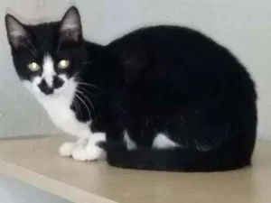 Gato raça SRD idade 2 a 6 meses nome Jerry