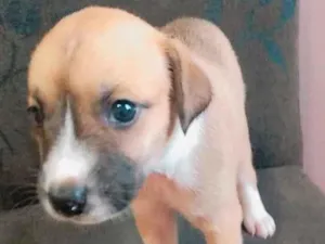 Cachorro raça SRD idade Abaixo de 2 meses nome Pops/Pérola/Cristal