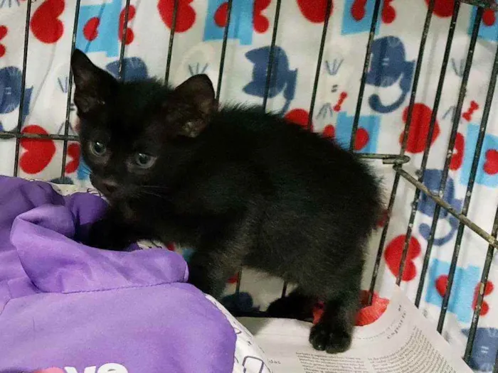 Gato raça Srd idade 2 a 6 meses nome Obama