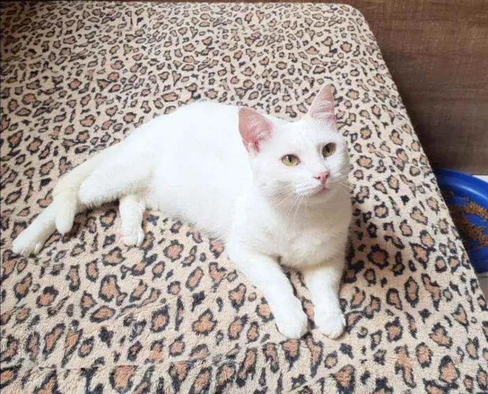Gato ra a SRD idade 1 ano nome Pérola