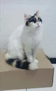 Sofia