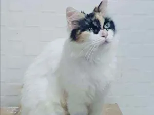 Gato raça SRD idade 1 ano nome Sofia
