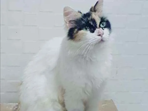 Gato ra a SRD idade 1 ano nome Sofia