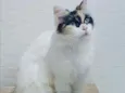 Sofia