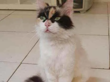 Gato ra a SRD idade 1 ano nome Sofia