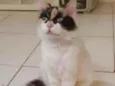 Sofia