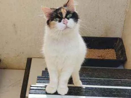 Gato ra a SRD idade 1 ano nome Sofia