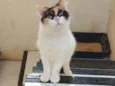 Sofia