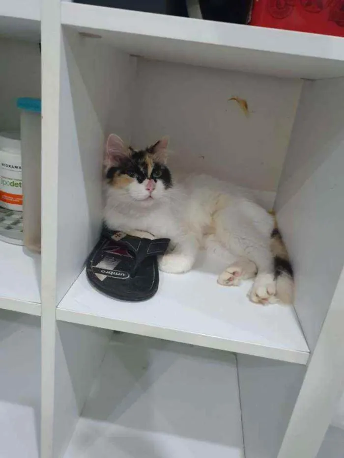 Gato ra a SRD idade 1 ano nome Sofia
