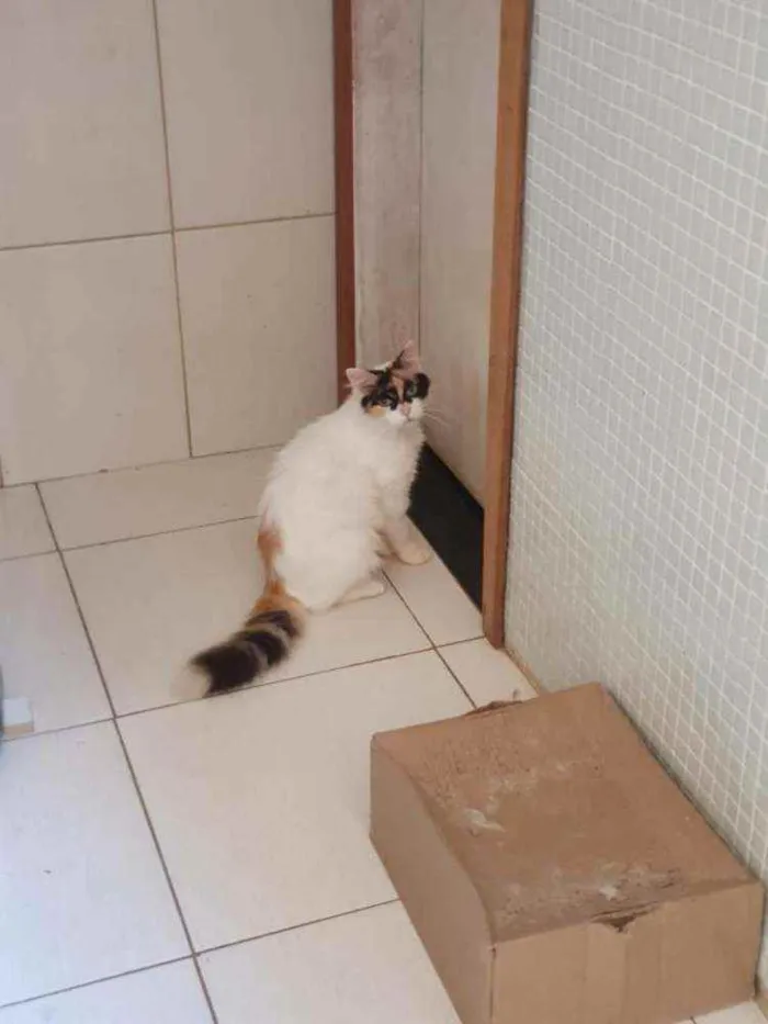Gato ra a SRD idade 1 ano nome Sofia