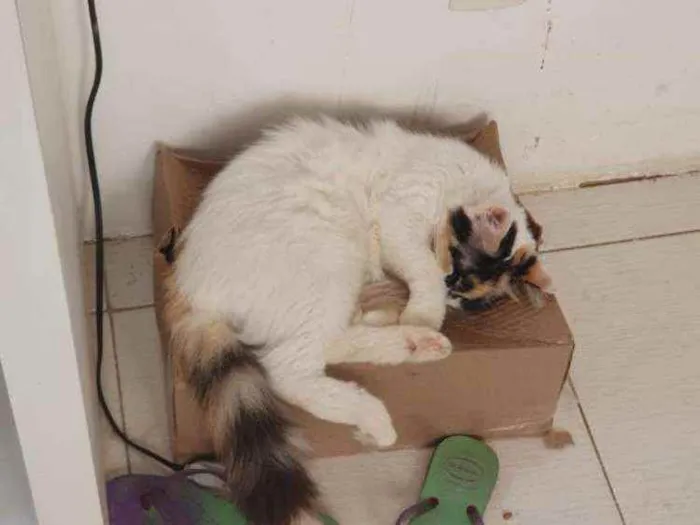 Gato ra a SRD idade 1 ano nome Sofia