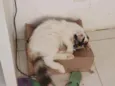 Sofia