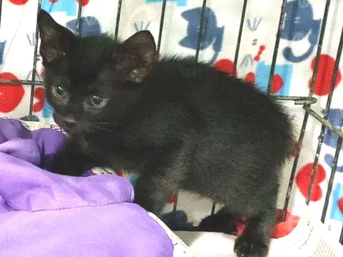 Gato raça Srd idade 2 a 6 meses nome Obama