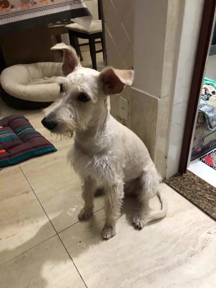 Cachorro ra a Mix  Fox Terrier pelo Duro idade 1 ano nome Denis