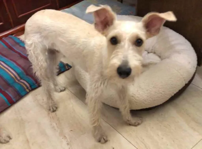Cachorro ra a Mix  Fox Terrier pelo Duro idade 1 ano nome Denis